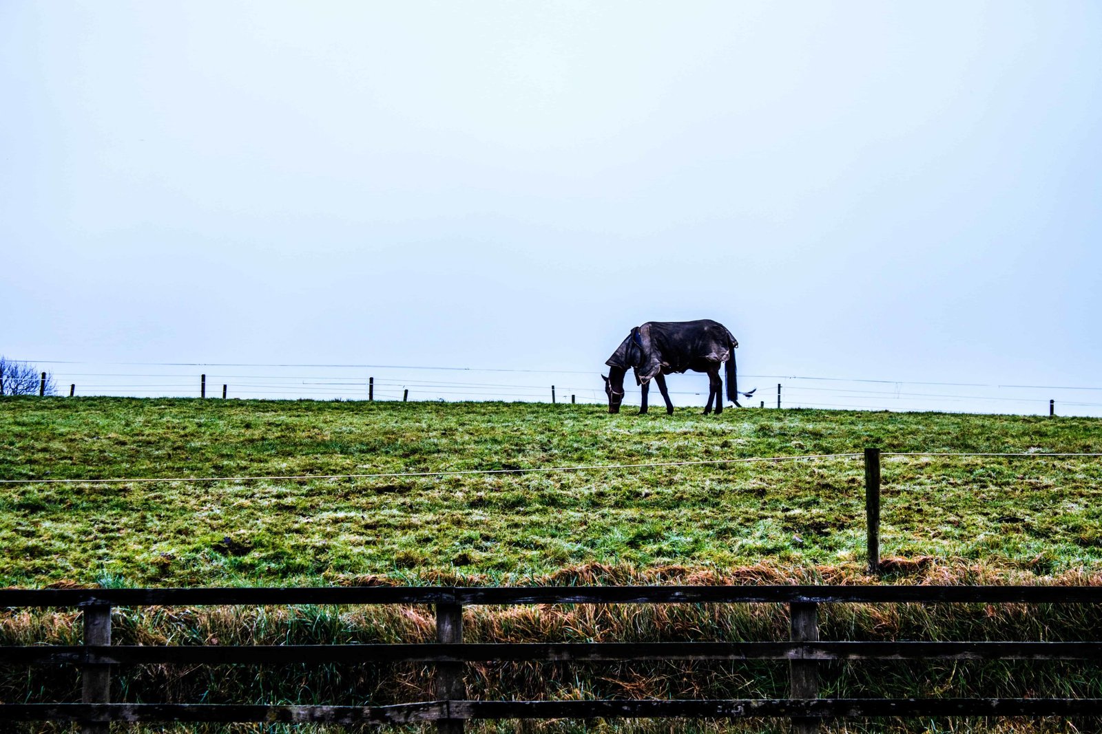 Nature photograph 08